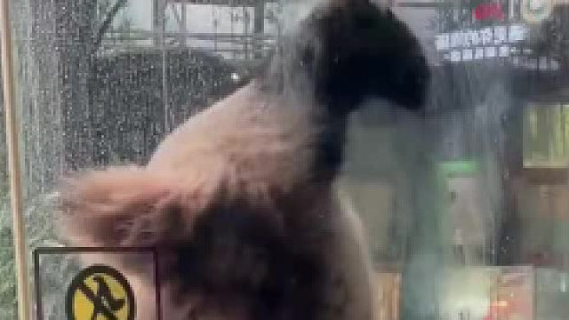 它怕你看不清，帮你洗一下玻璃！