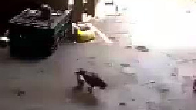 这小鸡可是个犟种啊