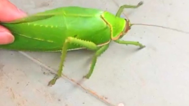 巨拟叶螽斯被抓住了，发出清脆的声音，是在请求放它一条生路吗？