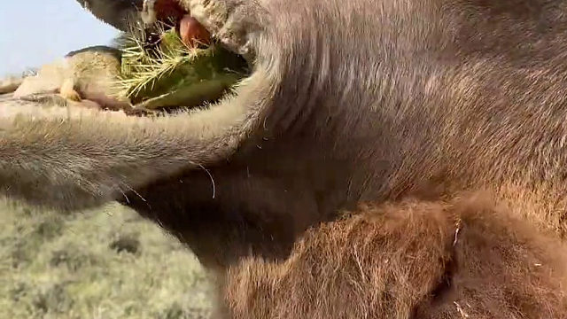 要不是人在跟前 它能把max追的满世界跑