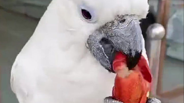 这东西不仅可以学会说话，而且味道真的很好