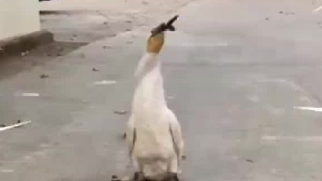 它竟然这么能吃？！脖子底下都是胃吗？