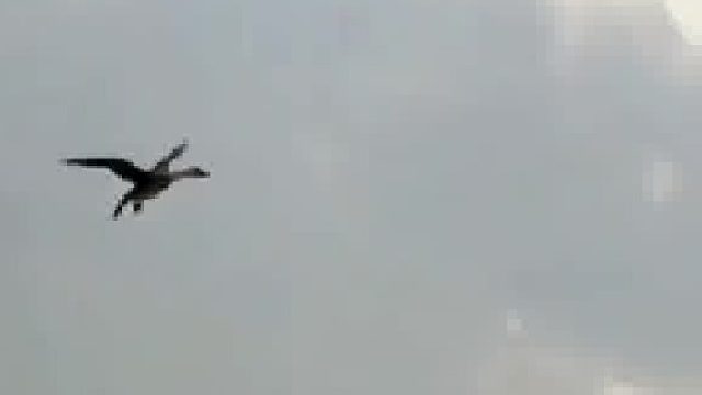 大鹅外出兜风，每天都会按时回家