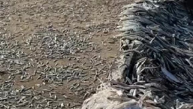 这是晒干做小鱼仔的，这还算干净的