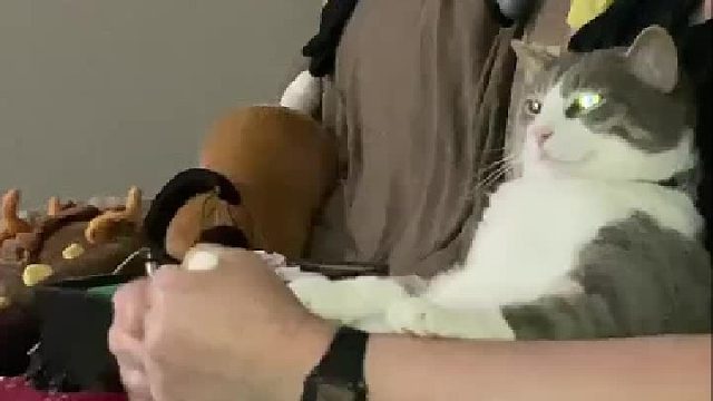 这只猫脾气也太好了吧！