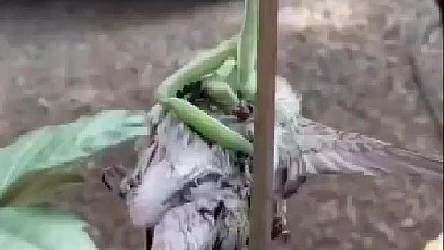 这只螳螂厉害了，竟然捕捉了一只鸟。