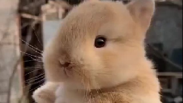 这只小兔兔长得也忒可爱了