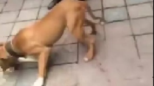 这种狗真的别在拉出来瞎溜了，太吓人了