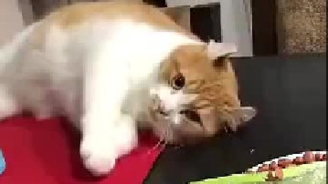 真的不关我的事啊，是它自己掉的！！！