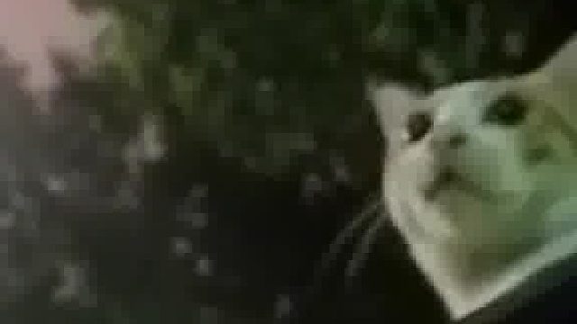 流浪猫晚上在车顶上休息车主探出头 夹起嗓子 跟它打招呼 ，结果却挨了个大比兜