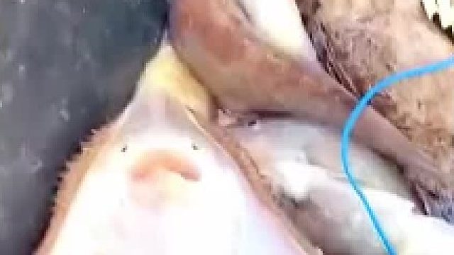 当赶海遇到魔鬼鱼宝宝，这么可爱放了它，拍摄者：放葱还是姜......