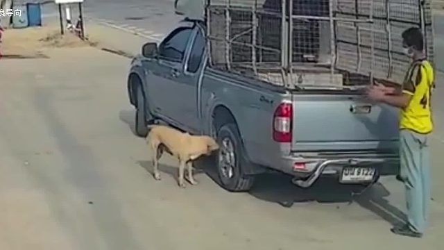 监控拍下的惊悚一幕，大黄狗闻了一下汽车轮胎，竟发狂倒下了