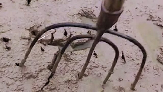 用叉子探王八，这王八抓的可真准