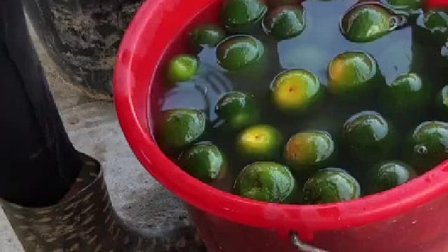 开陈皮的声音我爱了