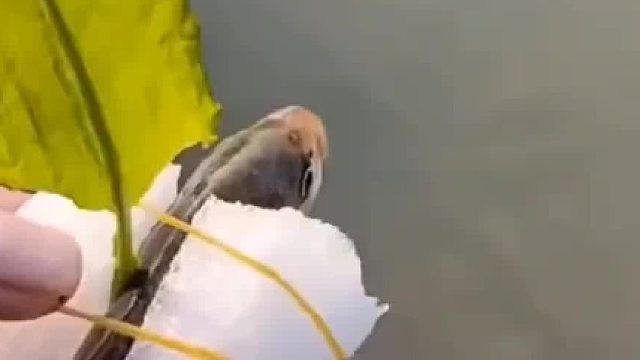 此鱼能问候你家，信不