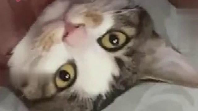 猫咪破门而入不料被卡住，猫：五百年了，师父。网友：问君能有几多愁，恰似一扇大门卡猫头