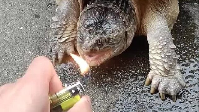 打火机测试鳄鱼龟直接一囗就被吞掉了