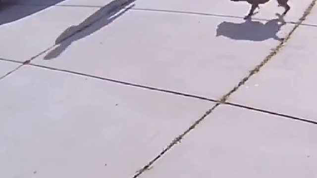 狗大多是单身狗开始养的吧