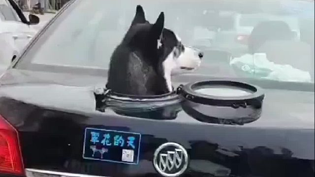 合不合法不知道，但是狗子应该觉得很合适