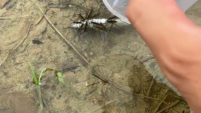 拿个石头压着一天来看一次