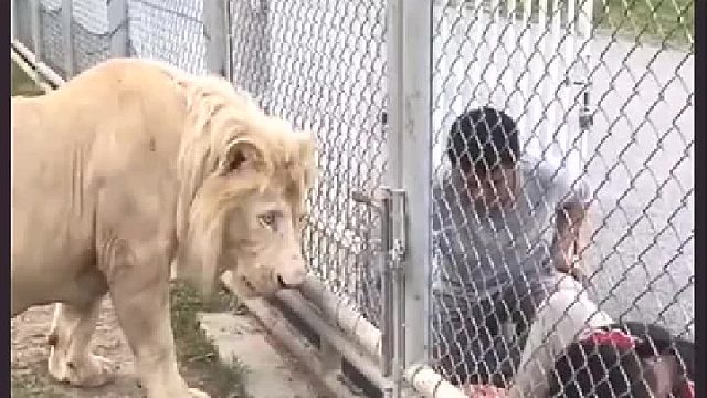 狮子：进来，请你吃饭