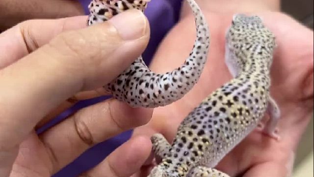 尾巴断了还会再长出来的小蜥蜴。