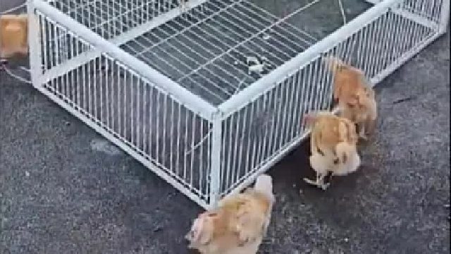 想歪了会违法的