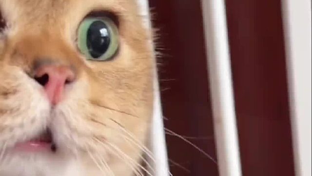 心思全写在脸上的猫