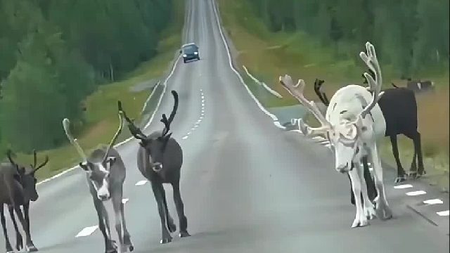 遇见超级罕见的白驯鹿 许个愿吧.