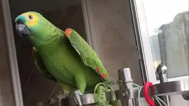 这鹦鹉叫姥姥叫的真切