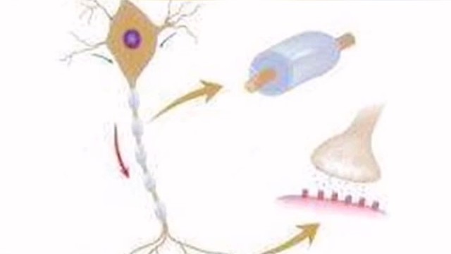 脊髓灰质炎后综合征　很久以前患过脊髓灰质炎的病人可以在灰髓炎恢复后隔了许多年(至少15年)新出现进行