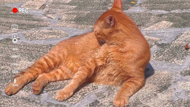 夏日街边的可爱小猫咪