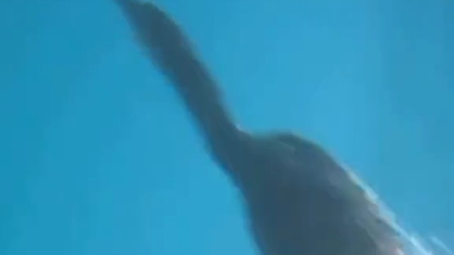 鸬鹚从鲸鲨口中抢鱼吃，实际是帮鲸鲨把吸附身上的鮣鱼拔下来啦