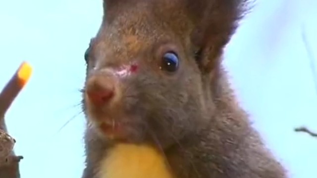 老鹰和松鼠翩翩起舞。