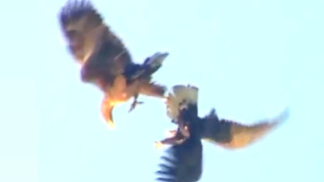 两只老鹰空中打架，手牵手旋转，翩翩起舞。