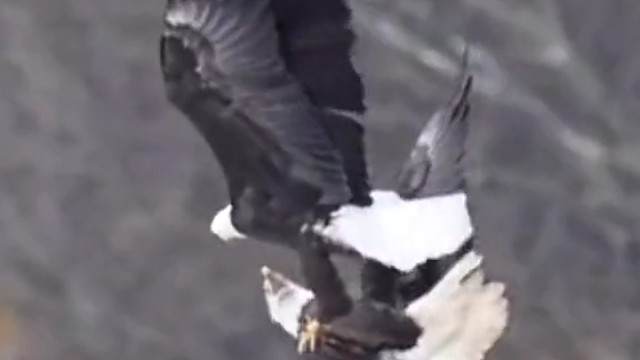 两只雄性白头海雕在空中战斗，好像在跳舞一样。