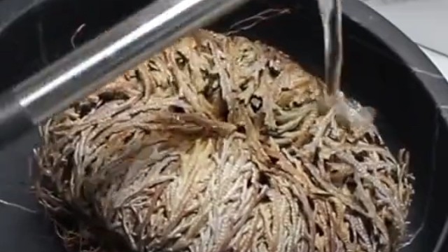 鳞叶卷柏干燥环境下会卷曲成紧密的球，根系获得水分后又舒展展开