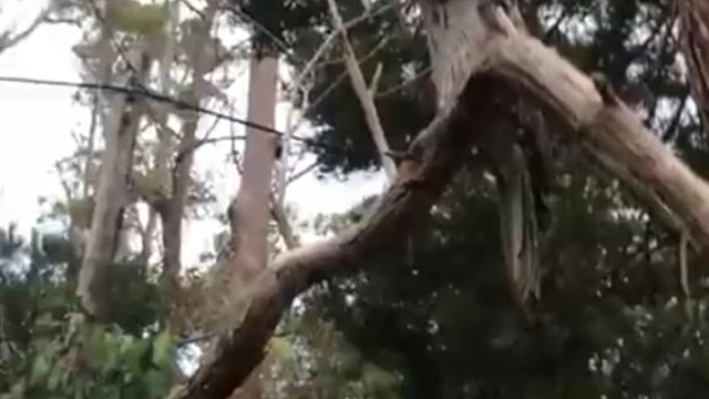 林鸱鸟遇到危险时，身体会一动不动，保持"冻僵"姿势