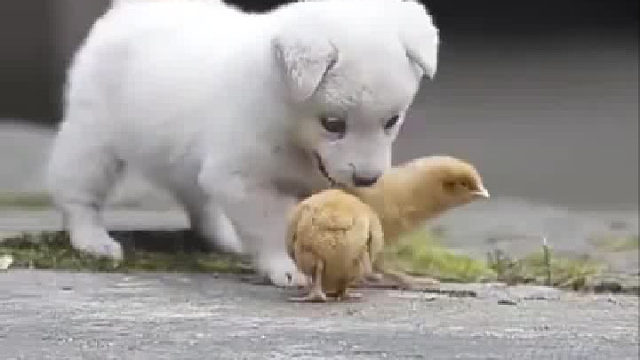 这个狗狗也太治愈了吧，心都化了