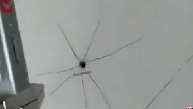 这都能躲得过去？它是不是学过凌波微步？