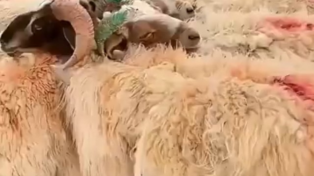 报团取暖的羊群