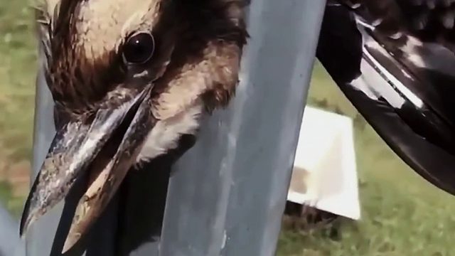 国外网友帮助了只笑翠鸟脱困，小家伙懂得感恩第二天送来特殊礼物