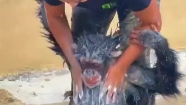 迈阿密动物园的猩猩宝宝在洗澡，清洁身体。