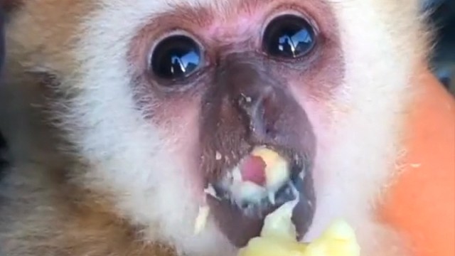 迈阿密动物园的长臂猿宝宝吃香蕉。