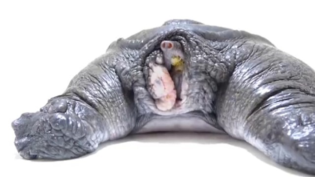 满满正能量的缅甸孔雀龟，它龟壳上有和孔雀羽毛类似的花纹