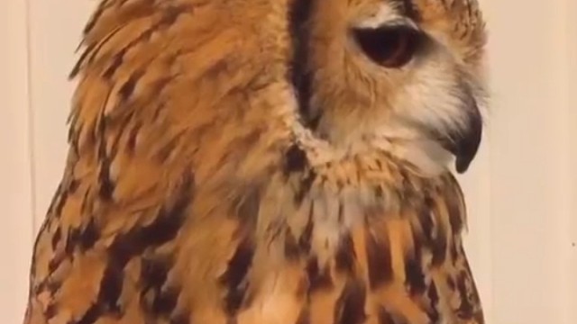 猫头鹰宝宝可能是偶染风寒着凉了，打了两个喷嚏。