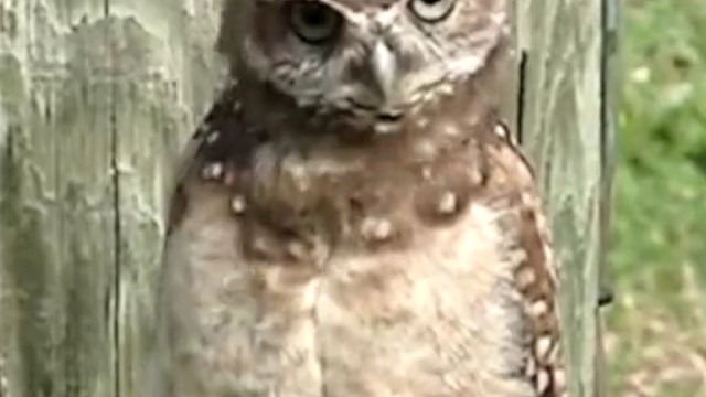 猫头鹰跳摇头舞。