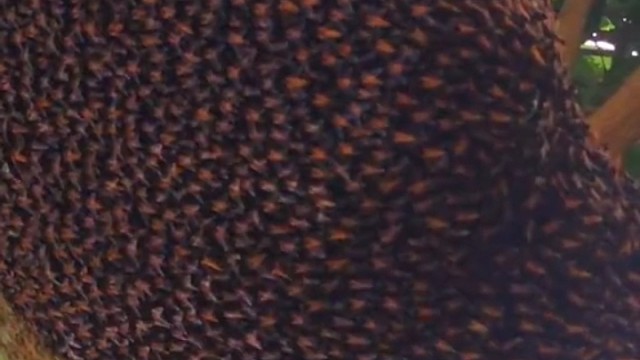 蜜蜂趴在蜂巢上，摆动身体和翅膀，组成动态波浪图案，吓唬敌人。