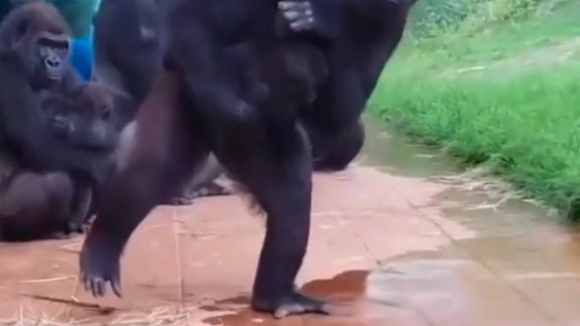 动物园的大猩猩，躲避雨的小动作和表情亮了