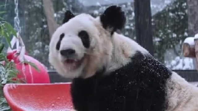 当丫丫遇上北京的大雪，玩的不要太开心！立马变身“糖霜”小熊，在雪地里打滚撒欢